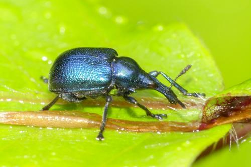 Byctiscus betulae